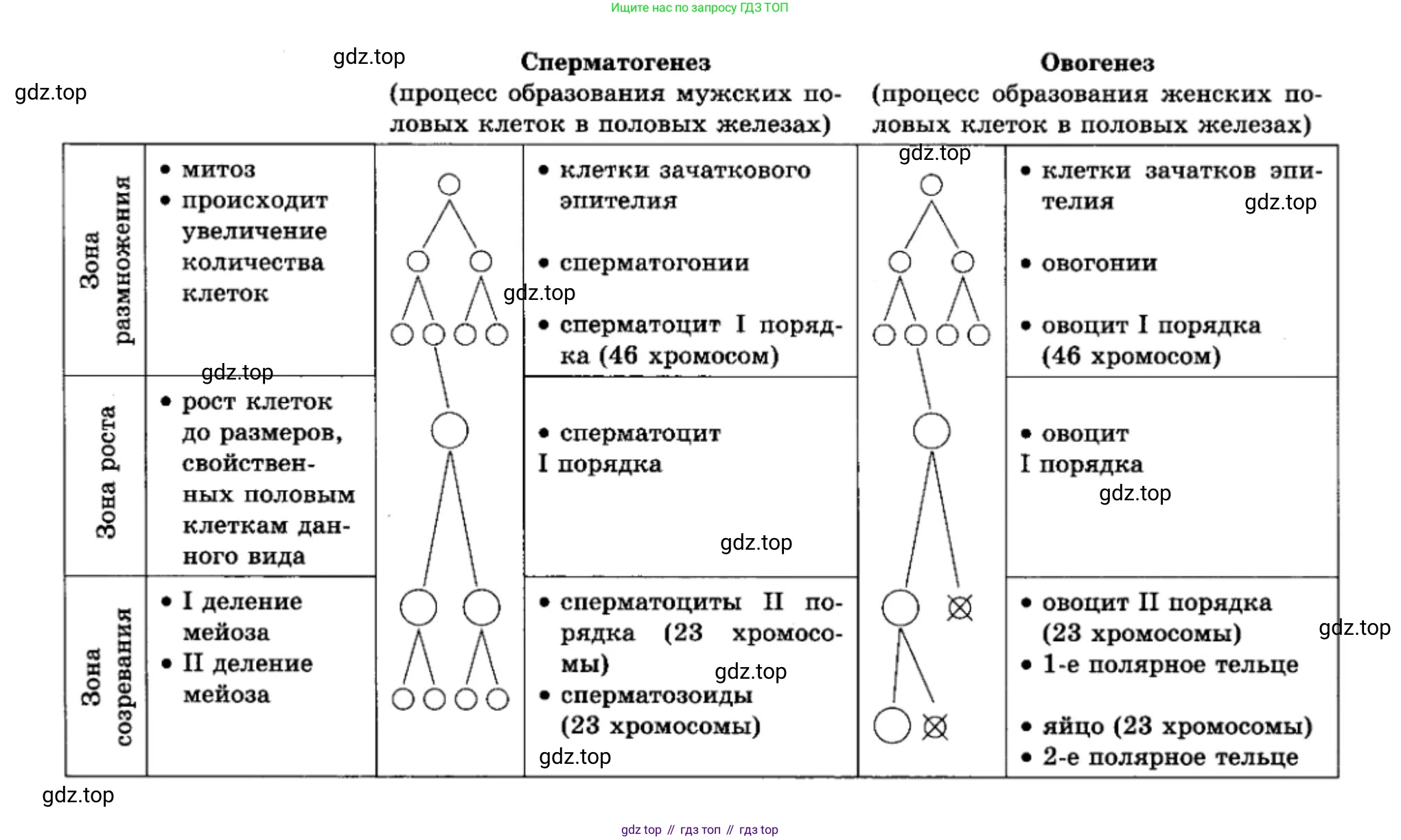 ГДЗ Биология, 11 класс Учебник, авторы: Пасечник Владимир Васильевич, Каменский Андрей Александрович, Рубцов Александр Михайлович, Швецов Глеб Геннадьевич, Гапонюк Зоя Георгиевна, издательство Просвещение, Москва, 2018, страница 20, номер 1, Решение (продолжение 2)