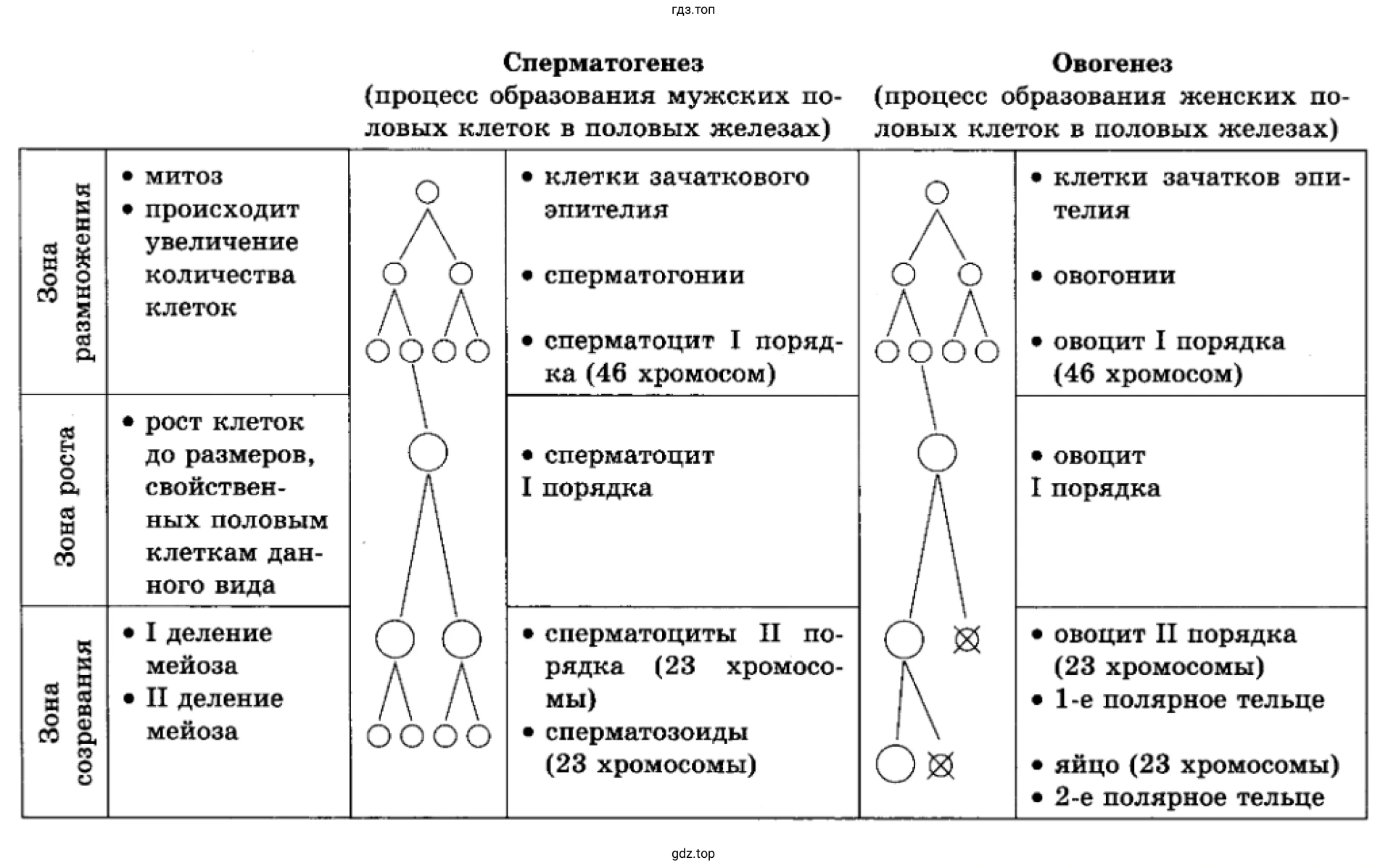 Рисунок. Сравнительная таблица сперматогенеза и оогенеза.