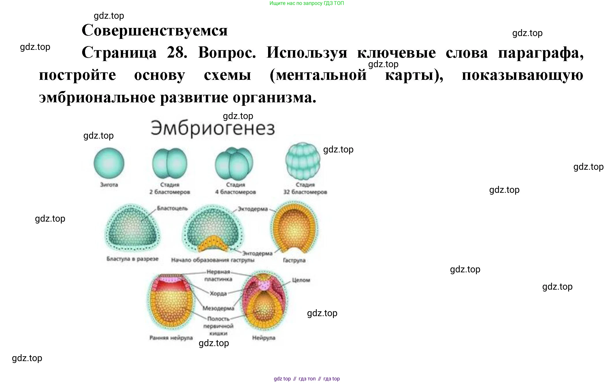 Биология, 11 класс Учебник, авторы: Пасечник Владимир Васильевич, Каменский Андрей Александрович, Рубцов Александр Михайлович, Швецов Глеб Геннадьевич, Гапонюк Зоя Георгиевна, издательство Просвещение, Москва, 2018, страница 28, Решение