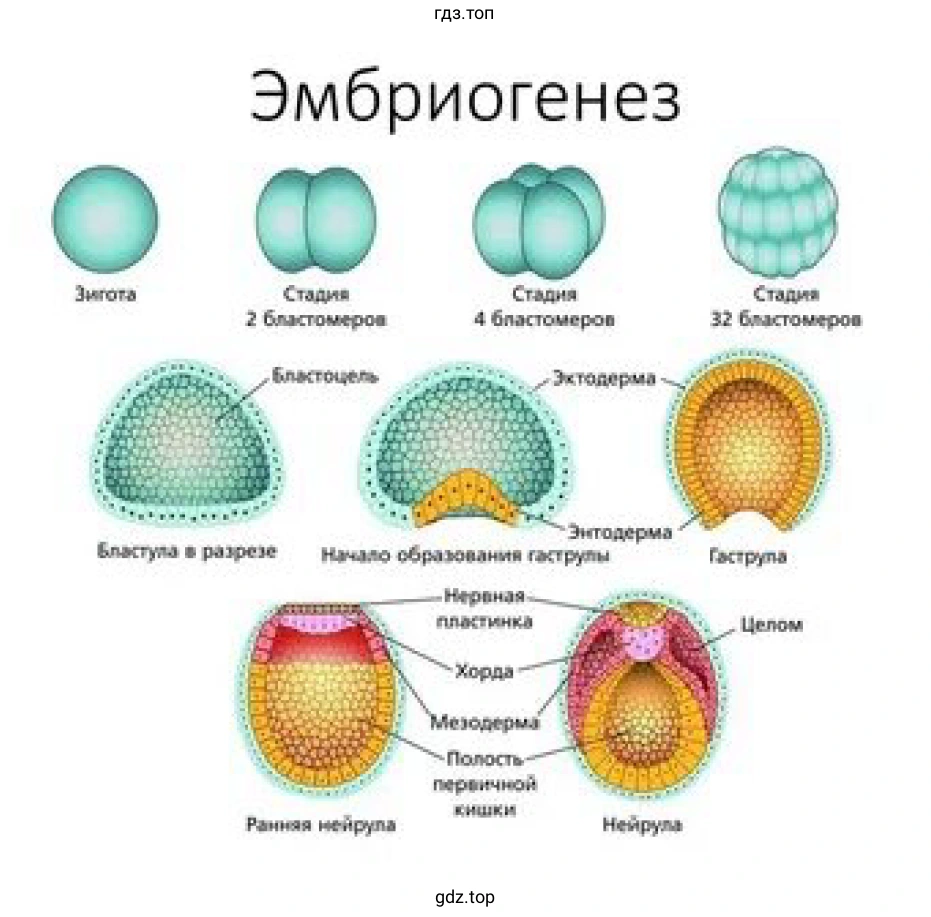 Рисунок. Схема. Эмбриональный период развития.