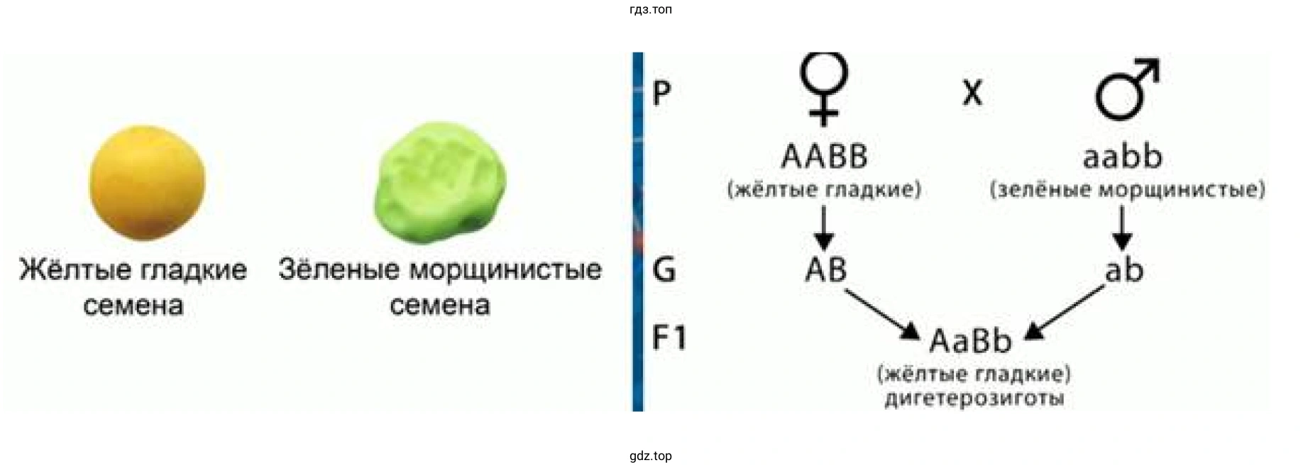 Рисунок 1. Скрещивание по двум признакам.