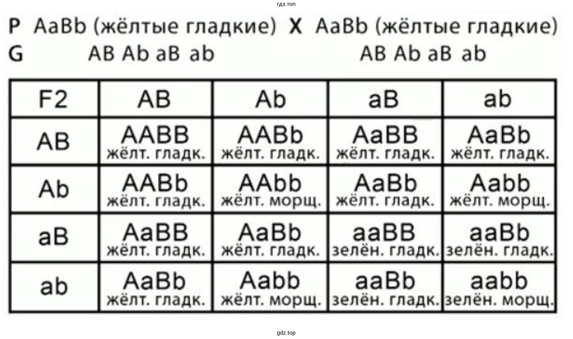 Рисунок 2. Схема наследования признаков при дигибридном скрещивании