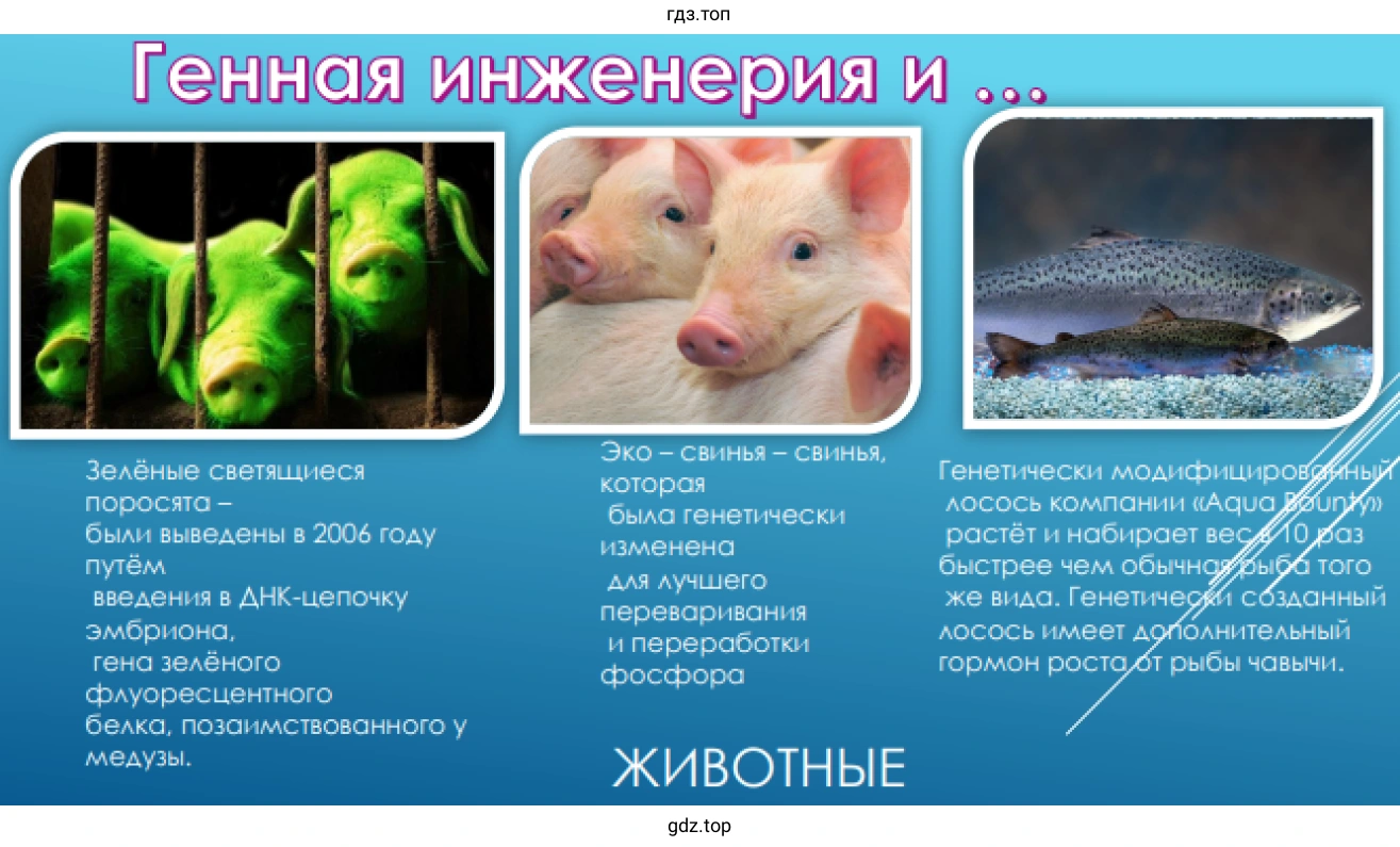 Генная инженерия и животные