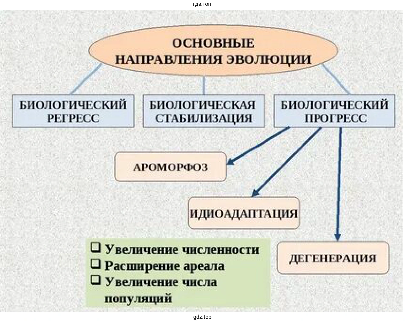 Рисунок. Схема. Основные направления эволюции.
