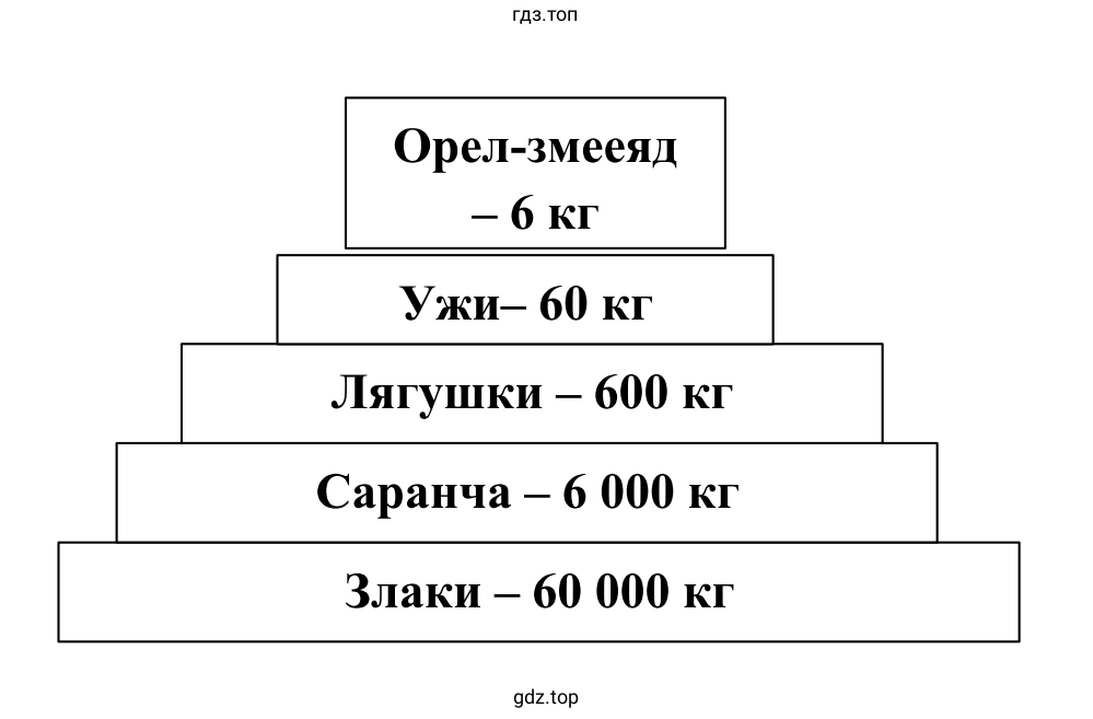 Рисунок. Пирамида биомассы для пищевой цепи: злаки ➝ саранча ➝ лягушки ➝ ужи ➝ орёл-змееяд.