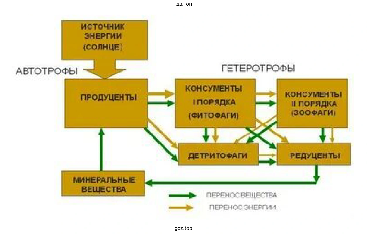 Рисунок. Схема. Перенос вещества и энергии в экосистеме.