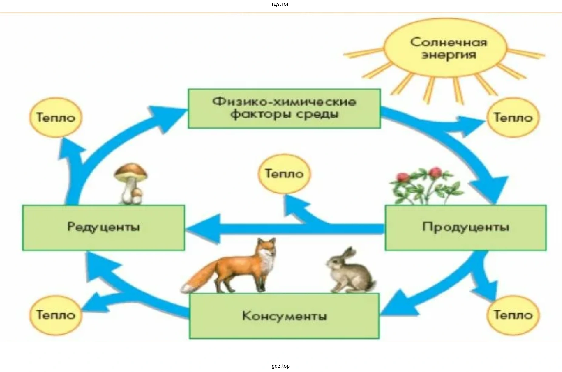 Рисунок. Круговорот веществ в биосфере.