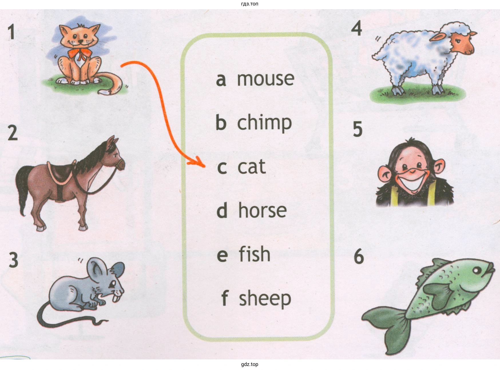 a mouse b chimp c cat d horse e fish f sheep