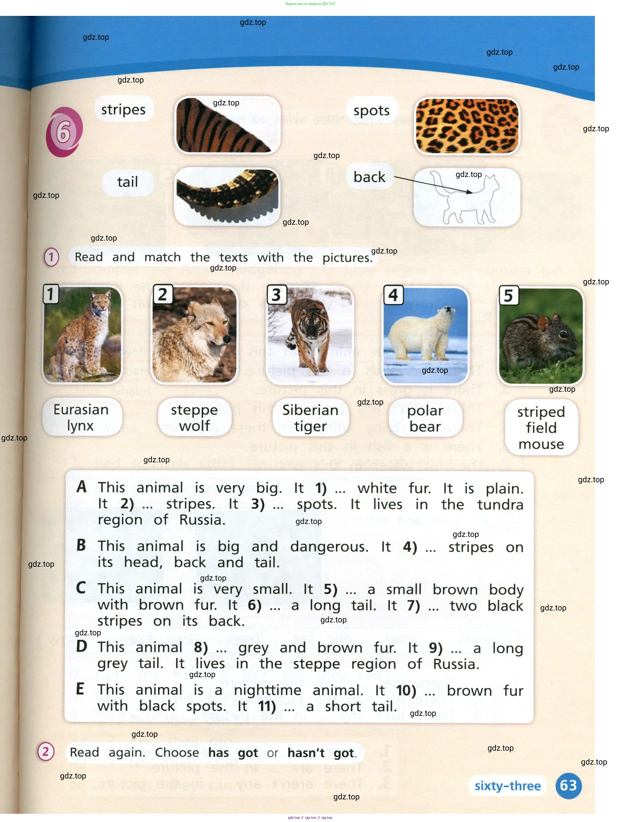 Английский язык (english), 3 класс Учебник (Student's book), авторы: Костюк Евгения Владимировна (Kostyuk Evgeniya), Колоницкая Лидия Борисовна (Kolonitskaya Lidiya), Кустаф Лесли (Koustaff Lesley), издательство Просвещение, Москва, 2023, белого цвета, Часть ( Part) 2, страница 63