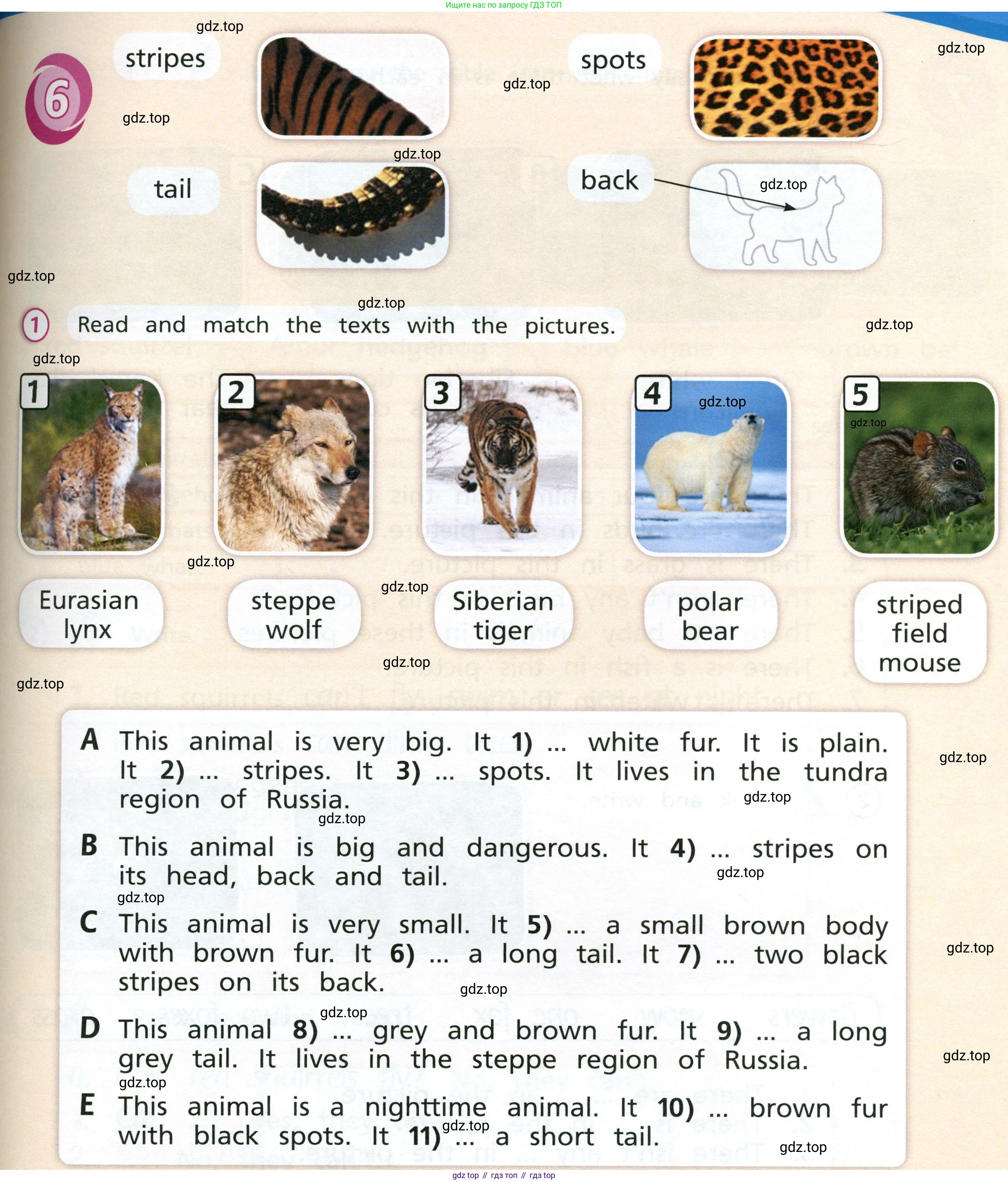 Английский язык (english), 3 класс Учебник (Student's book), авторы: Костюк Евгения Владимировна (Kostyuk Evgeniya), Колоницкая Лидия Борисовна (Kolonitskaya Lidiya), Кустаф Лесли (Koustaff Lesley), издательство Просвещение, Москва, 2023, белого цвета, Часть ( Part) 2, страница 63, номер 1, Условие