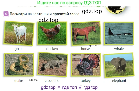 Английский язык (english), 3 класс Учебник (Student's book), авторы: Быкова Надежда Ильинична (Bykova Nadezhda), Дули Дженни (Dooley Jenny), Поспелова Марина Давидовна (Pospelova Marina), Эванс Вирджиния (Evans Virginia), издательство Просвещение, Москва, 2023, зелёного цвета, Часть 2, страница 13, номер 4, Условие