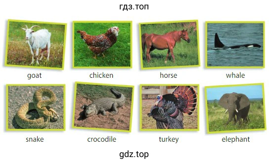 goat chicken horse whale snake crocodile turkey elephant