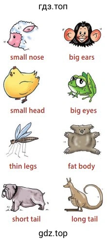 small nose big ears small head big eyes thin legs fat body short tail long tail