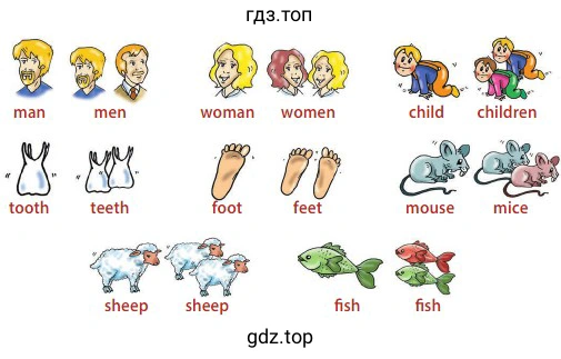 man men woman women child children tooth teeth foot feet mouse mice sheep sheep fish fish