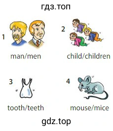 man/men child/children tooth/teeth mouse/mice