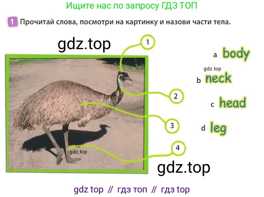 Английский язык (english), 3 класс Учебник (Student's book), авторы: Быкова Надежда Ильинична (Bykova Nadezhda), Дули Дженни (Dooley Jenny), Поспелова Марина Давидовна (Pospelova Marina), Эванс Вирджиния (Evans Virginia), издательство Просвещение, Москва, 2023, зелёного цвета, Часть 2, страница 17, номер 1, Условие