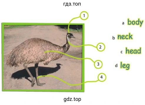 a body b neck c head d leg