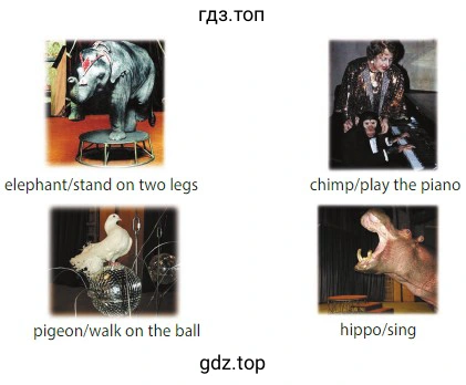elephant/stand on two legs chimp/play the piano pigeon/walk on the ball hippo/sing