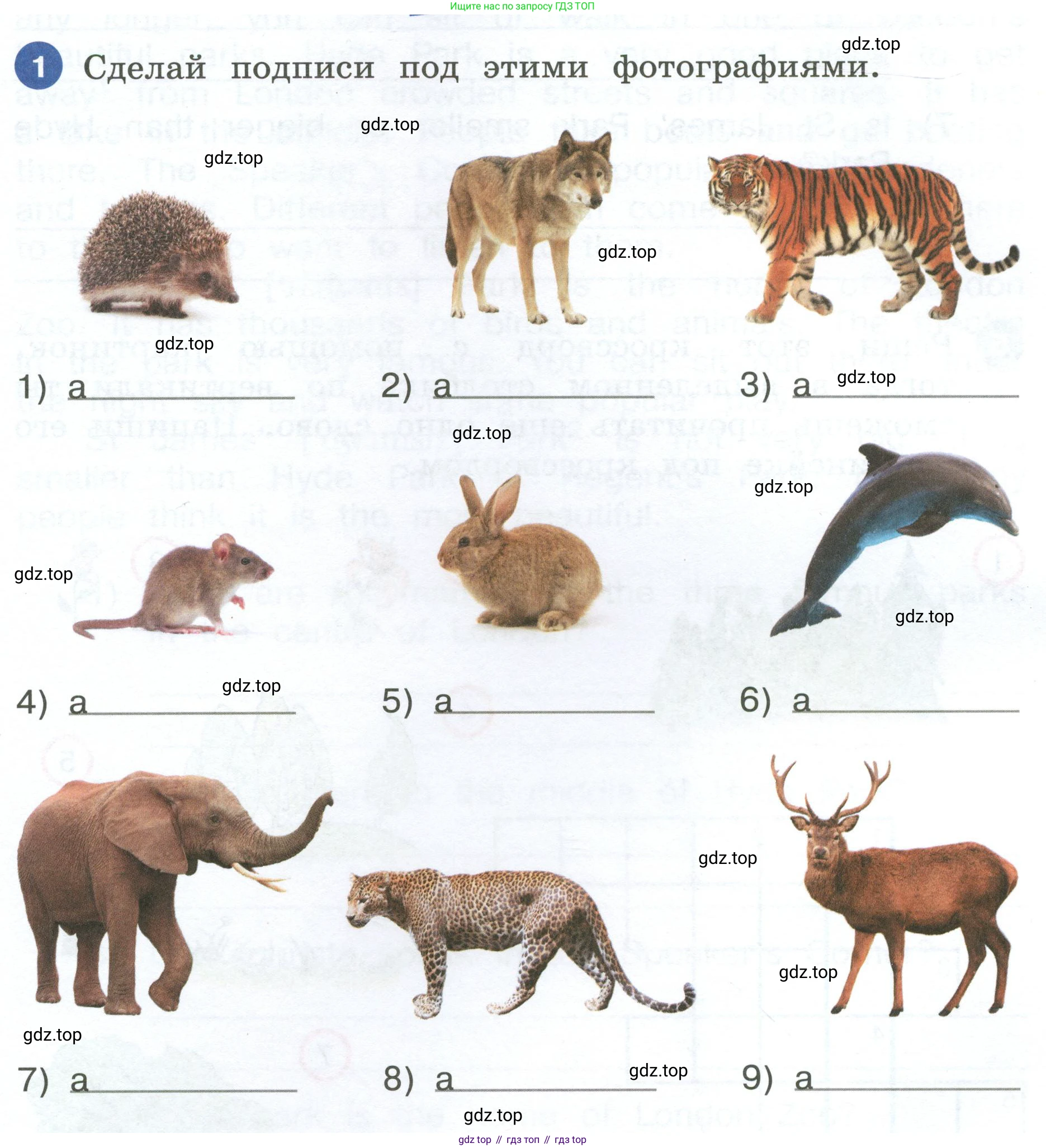 ГДЗ Английский язык (english), 4 класс рабочая тетрадь, авторы: Афанасьева Ольга Васильевна (Afanasyeva Olga), Баранова Ксения Михайловна (Baranova Ksenia), Михеева Ирина Владимировна (Mikheeva Irina), издательство Просвещение, Москва, 2024, красного цвета, Часть 2, страница 80, номер 1, Условие