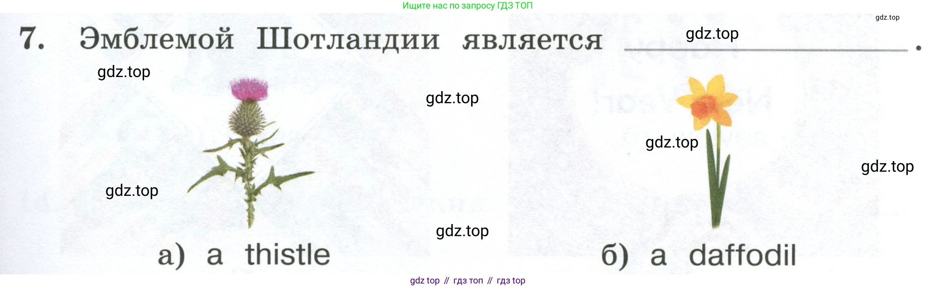 ГДЗ Английский язык (english), 4 класс рабочая тетрадь, авторы: Афанасьева Ольга Васильевна (Afanasyeva Olga), Баранова Ксения Михайловна (Baranova Ksenia), Михеева Ирина Владимировна (Mikheeva Irina), издательство Просвещение, Москва, 2024, красного цвета, Часть 1, страница 91, номер 7, Условие