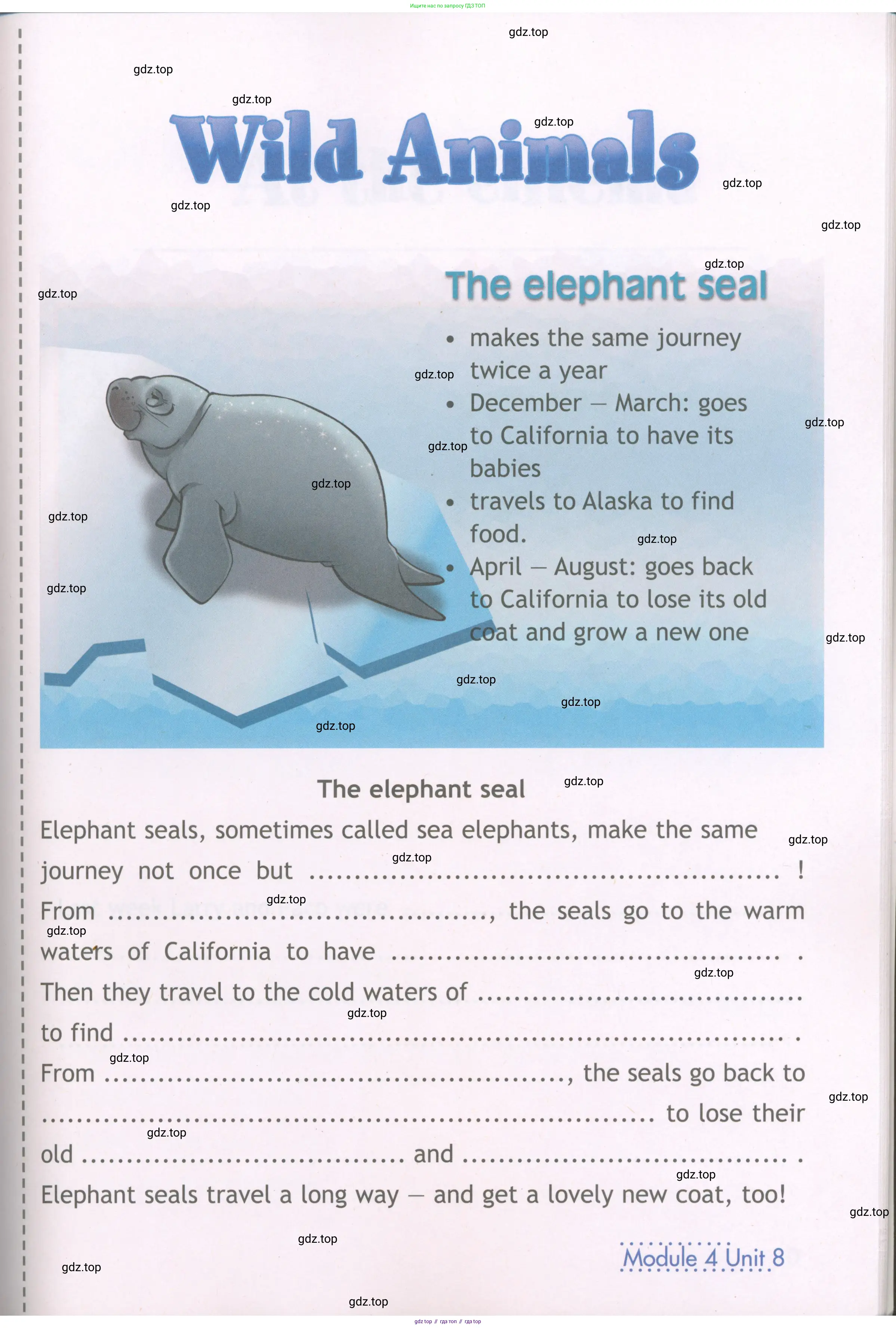 Английский язык (english), 4 класс Рабочая тетрадь (workbook), авторы: Быкова Надежда Ильинична (Bykova Nadezhda), Дули Дженни (Dooley Jenny), Поспелова Марина Давидовна (Pospelova Marina), Эванс Вирджиния (Evans Virginia), издательство Просвещение, Москва, 2023, красного цвета, страница 74