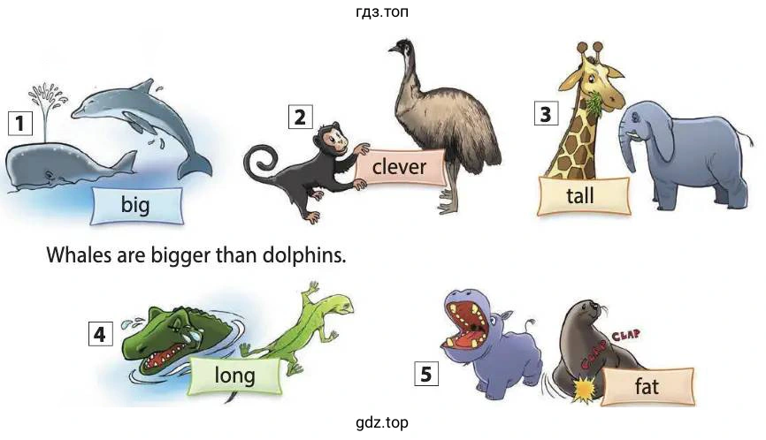 Whales are bigger than dolphins.