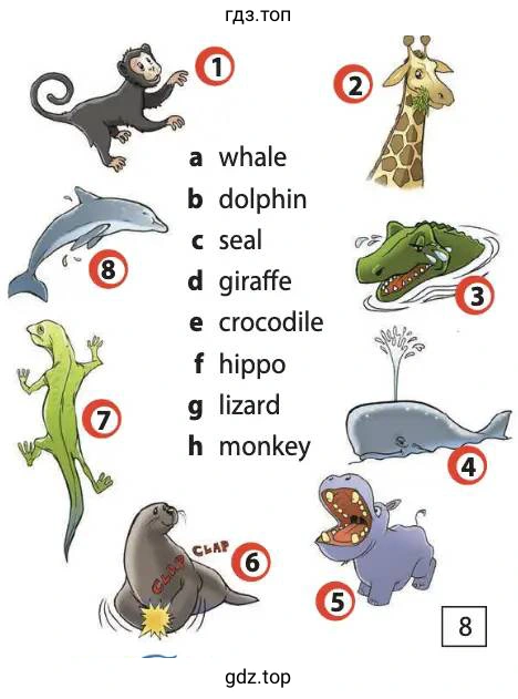 a whale dolphin seal giraffe crocodile hippo lizard monkey