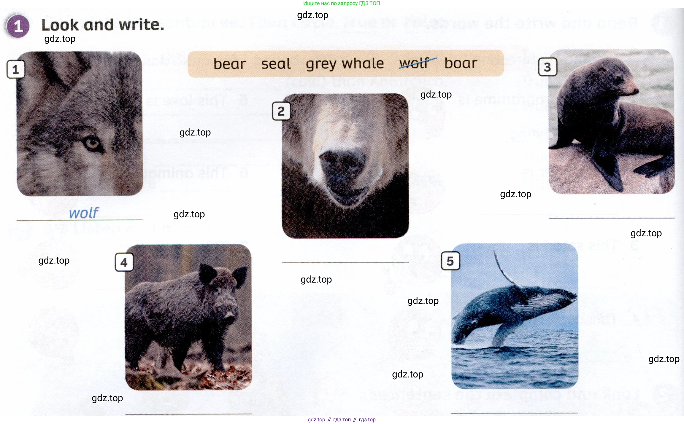 ГДЗ Английский язык (english), 4 класс Рабочая тетрадь (workbook), авторы: Покидова Анастасия Дмитриевна (Pokidova Anastasiya), Авелло Инес (Avello Ines), Махоуни Мишель (Mahony Michelle), издательство Просвещение, Москва, 2023, зелёного цвета, страница 36, номер 1, Условие