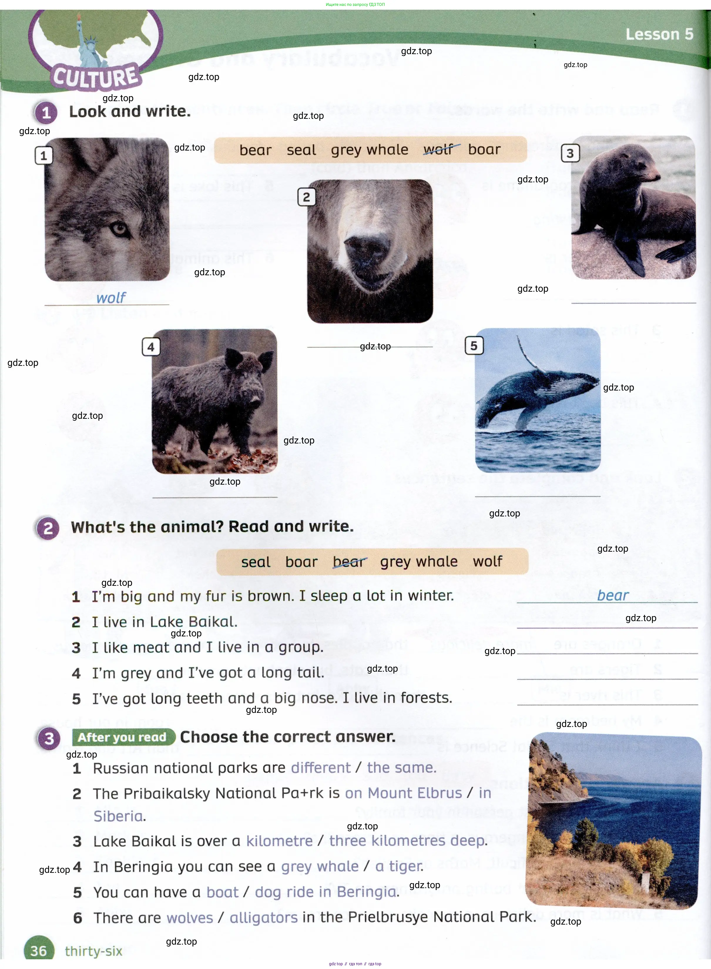 Английский язык (english), 4 класс Рабочая тетрадь (workbook), авторы: Покидова Анастасия Дмитриевна (Pokidova Anastasiya), Авелло Инес (Avello Ines), Махоуни Мишель (Mahony Michelle), издательство Просвещение, Москва, 2023, зелёного цвета, страница 36