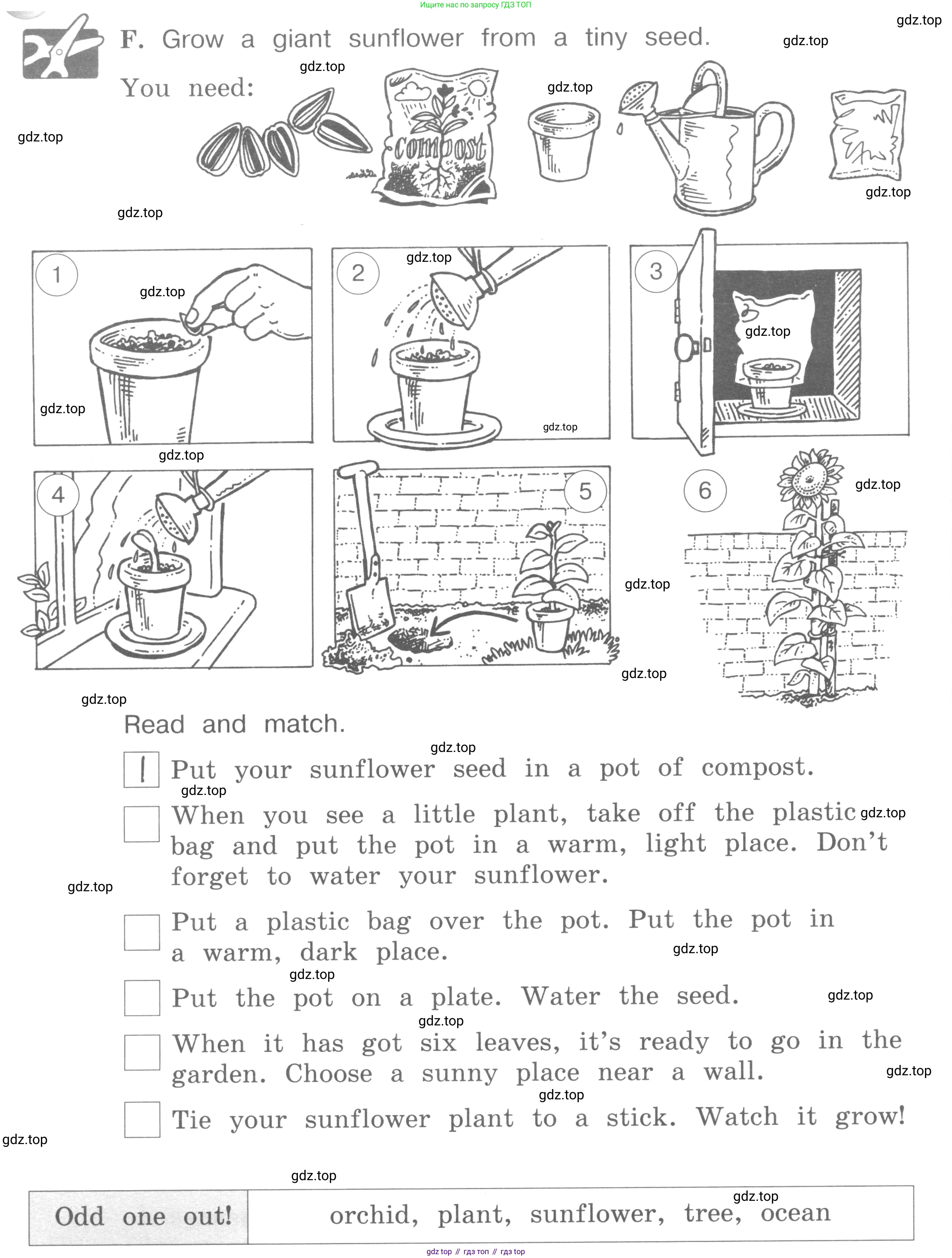 ГДЗ Английский язык (english), 4 класс рабочая тетрадь (activity book), авторы: Вербицкая Мария Валерьевна (Verbitskaya Maria), Эббс Брайен (Abbs Brian), Уорелл Энн (Worrall Anne), Уорд Энн (Ward Ann), издательство Вентана-граф, Москва, 2017, оранжевого цвета, страница 22, номер F, Условие