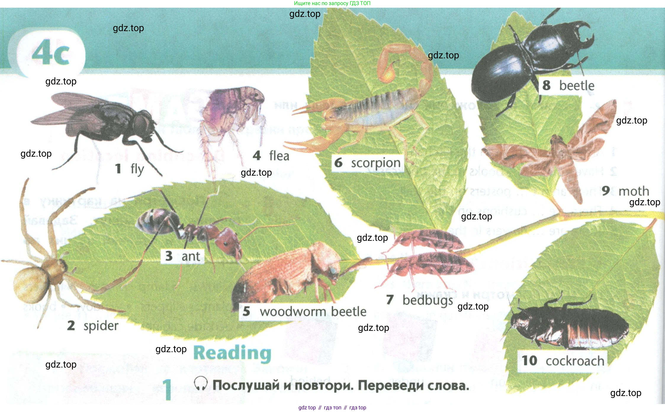Английский язык (english), 5 класс Учебник (Student's book), авторы: Маневич Екатерина Гарьевна (Manevich Yekaterina), Полякова Анна Александровна (Polyakova Anna), Дули Дженни (Dooley Jenny), Эванс Вирджиния (Evans Virginia), издательство Просвещение, Москва, 2023, голубого цвета, страница 92, номер 1, Условие