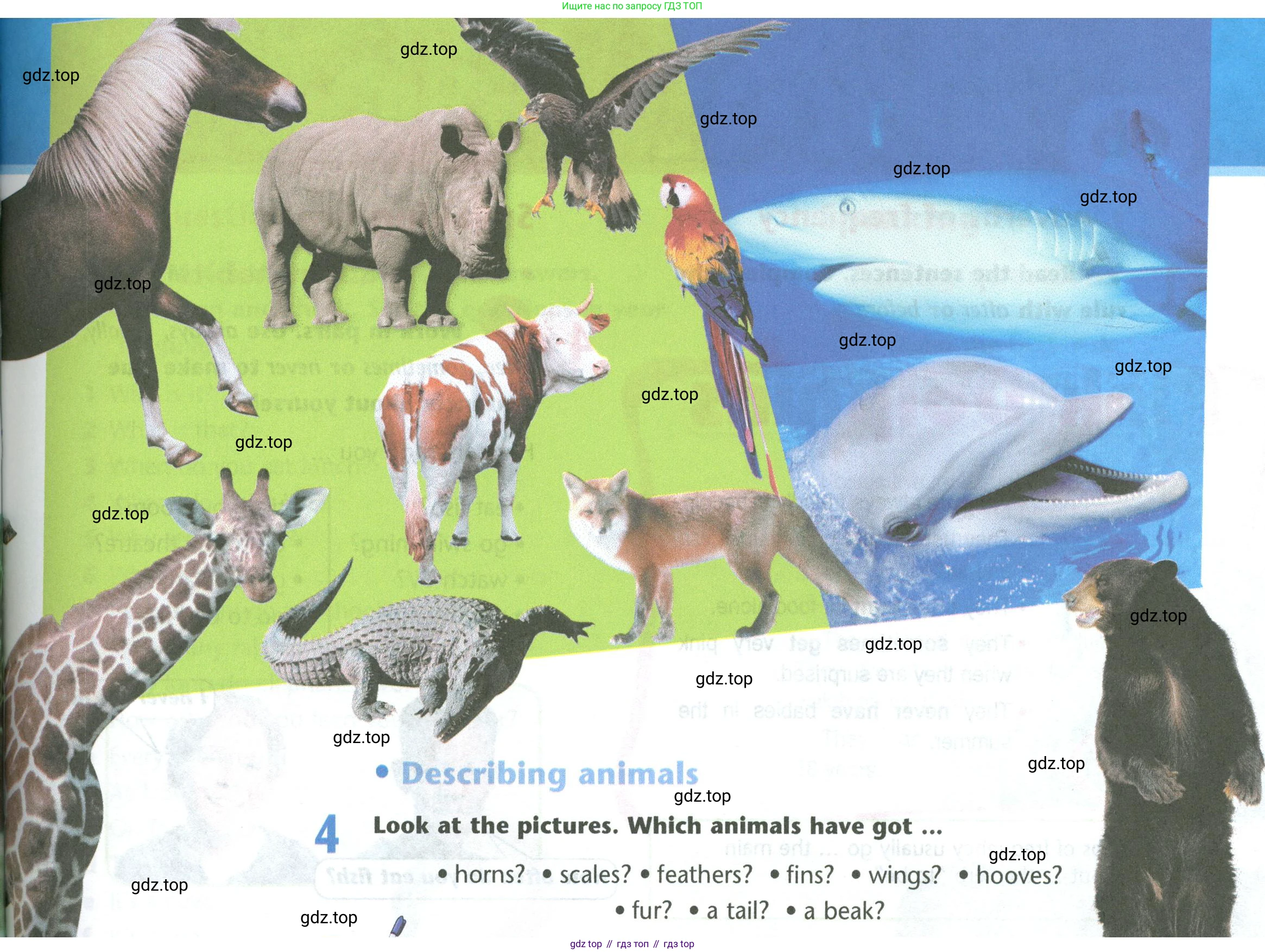 Английский язык (english), 5 класс Учебник (Student's book), авторы: Маневич Екатерина Гарьевна (Manevich Yekaterina), Полякова Анна Александровна (Polyakova Anna), Дули Дженни (Dooley Jenny), Эванс Вирджиния (Evans Virginia), издательство Просвещение, Москва, 2023, голубого цвета, страница 117, номер 4, Условие