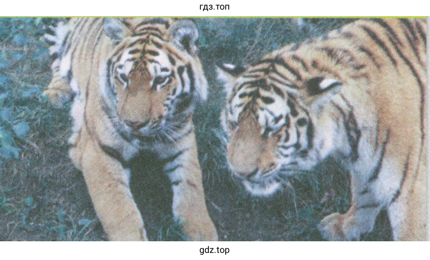 Рисунок. Twocross Zoo