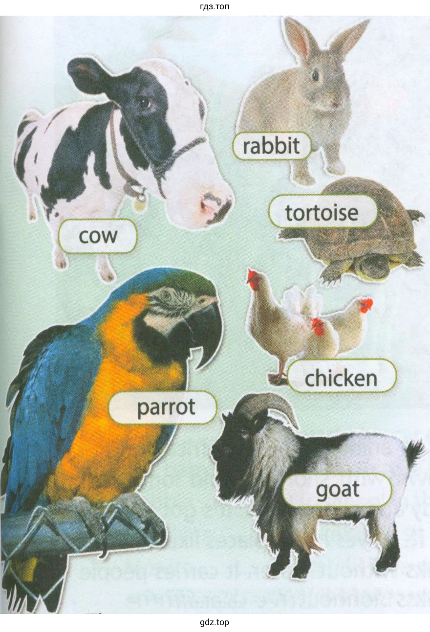 Рисунок. animal