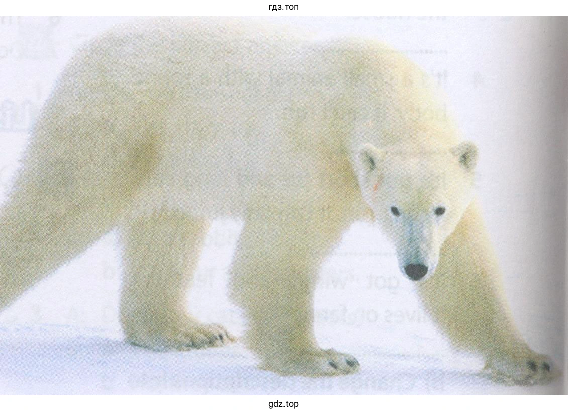 Рисунок. polar bear