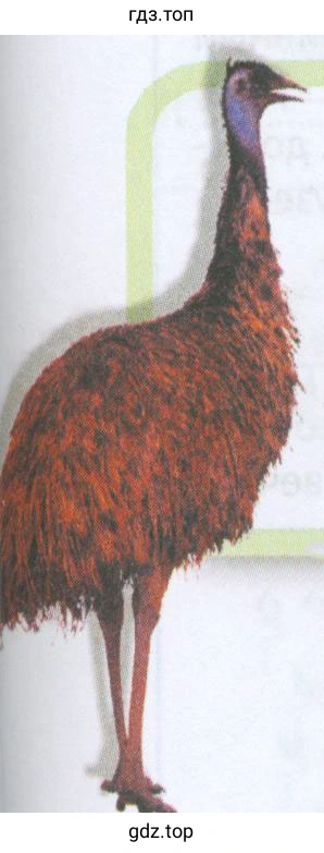 Рисунок. Emus