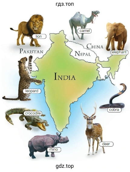 lion PAKISTAN leopard crocodile camel CHINA NEPAL INDIA rhino cobra deer