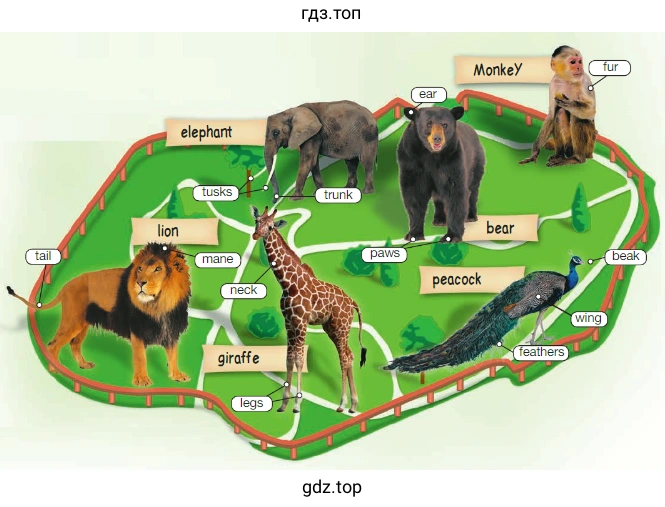 elephant Monkey lion giraffe bear paecock