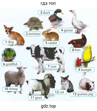 1 dog 2 tortoise 3 duck 4 goose 5 rabbit 6 goldfish 7 cow 8 hen 9 budgie 10 sheep 11 goat 12 cat 13 guinea pig