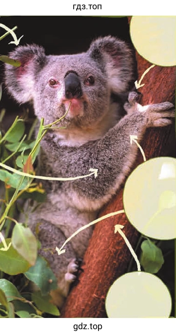 Koalas