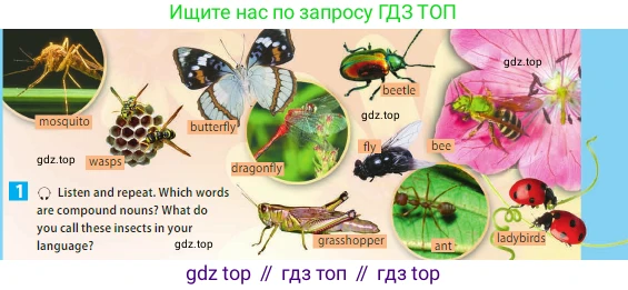 ГДЗ Английский язык (english), 5 класс Учебник (Student's book), авторы: Ваулина Юлия Евгеньевна (Vaulina Julia), Дули Дженни (Dooley Jenny), Подоляко Ольга Евгеньевна (Podolyako Olga), Эванс Вирджиния (Evans Virginia), издательство Просвещение, Москва, 2023, жёлтого цвета, страница 73, номер 1, Условие 2023-2027