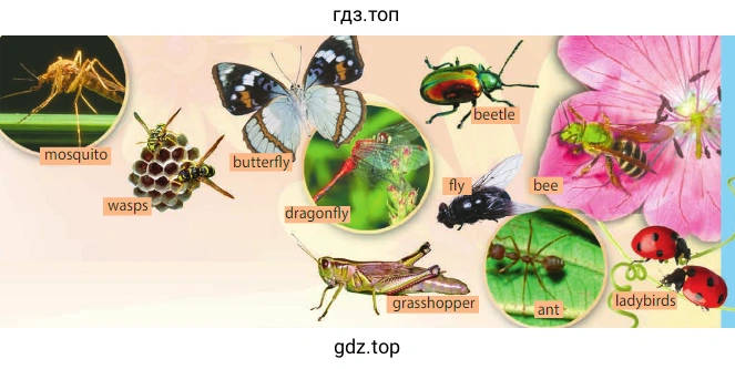 Рисунок. What do you call these insects in your language?
