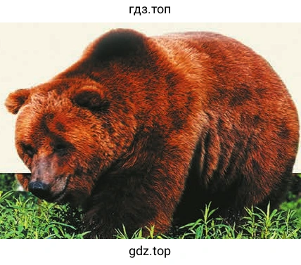 KamchatKa’s GENtLE GiaNts
