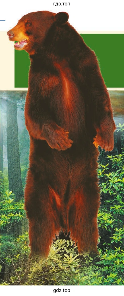 KamchatKa’s GENtLE GiaNts 2