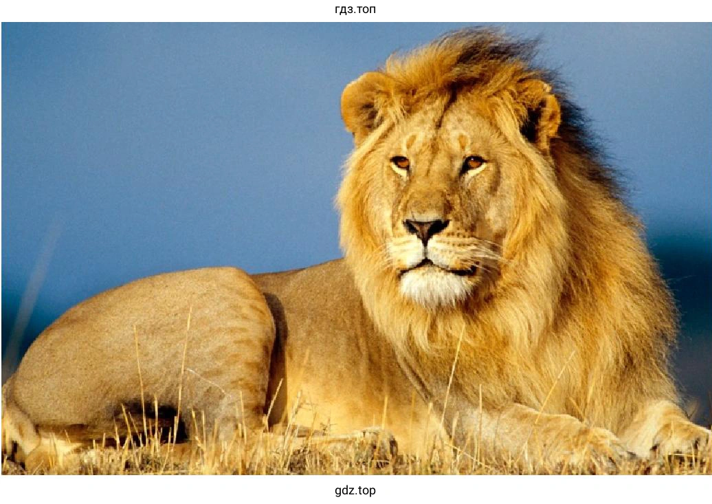 Рисунок. The lion