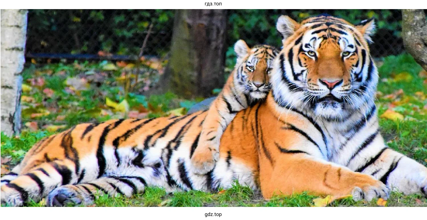 Рисунок. This is a tiger