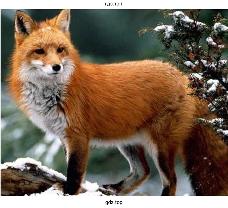 Рисунок. The fox