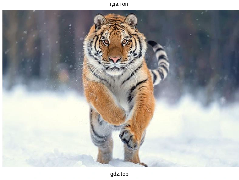Amur Tiger
