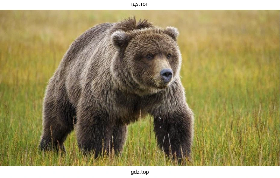 Bear