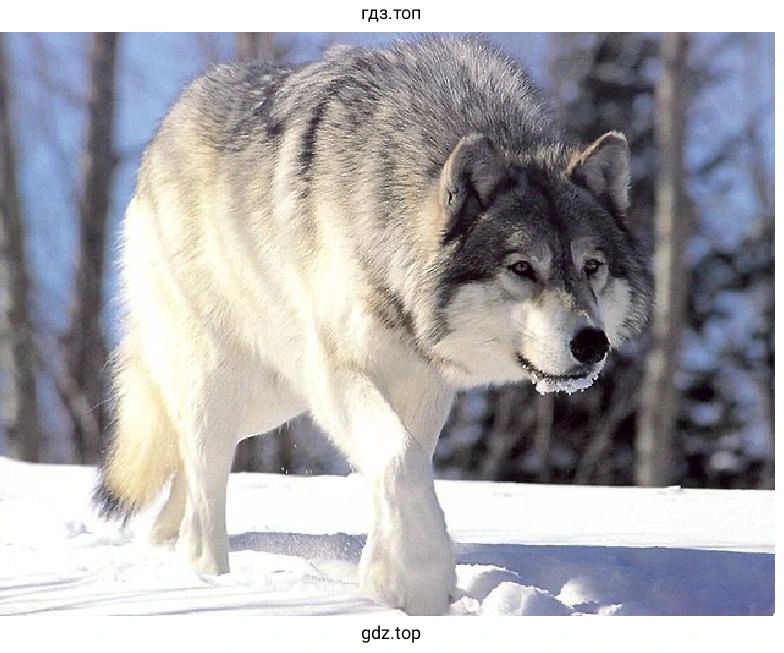Wolf